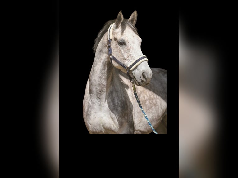 Holstein Giumenta 9 Anni 168 cm Grigio pezzato in Marlow