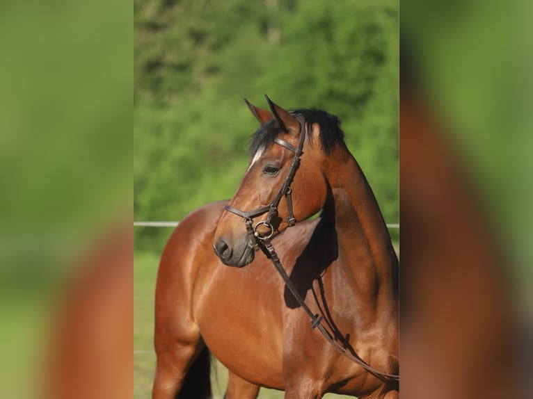 Holstein Giumenta 9 Anni 169 cm Baio in Wałsnów