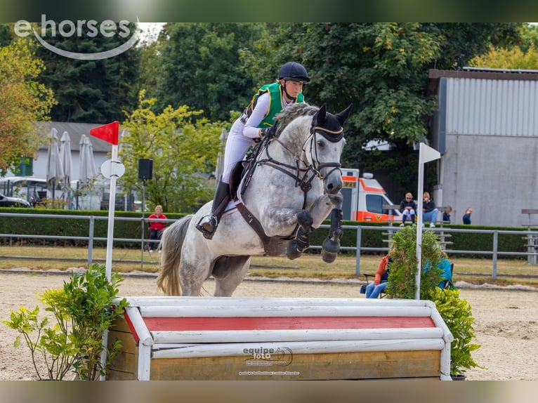 Holstein Giumenta 9 Anni 169 cm Grigio in Hamm