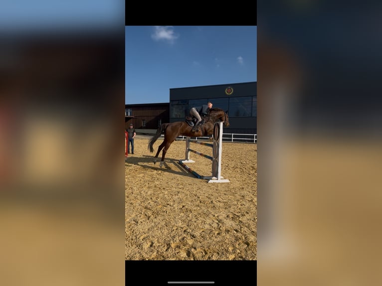 Holstein Giumenta 9 Anni 172 cm Sauro scuro in Chemnitz