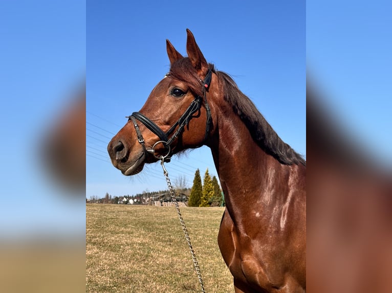 Holstein Giumenta 9 Anni 172 cm Sauro scuro in Chemnitz