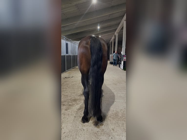 Holstein Giumenta 9 Anni 173 cm Baio in Frankfurt (Oder)