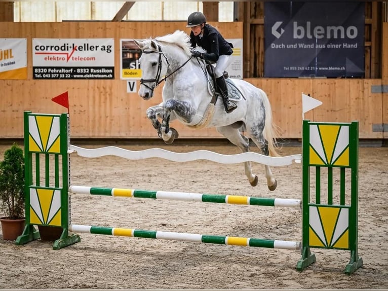 Holstein Giumenta 9 Anni 173 cm Grigio in Riet (Neftenbach)