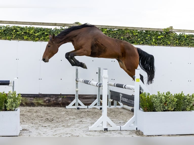 Holstein Giumenta 9 Anni 175 cm Baio scuro in Waddinxveen