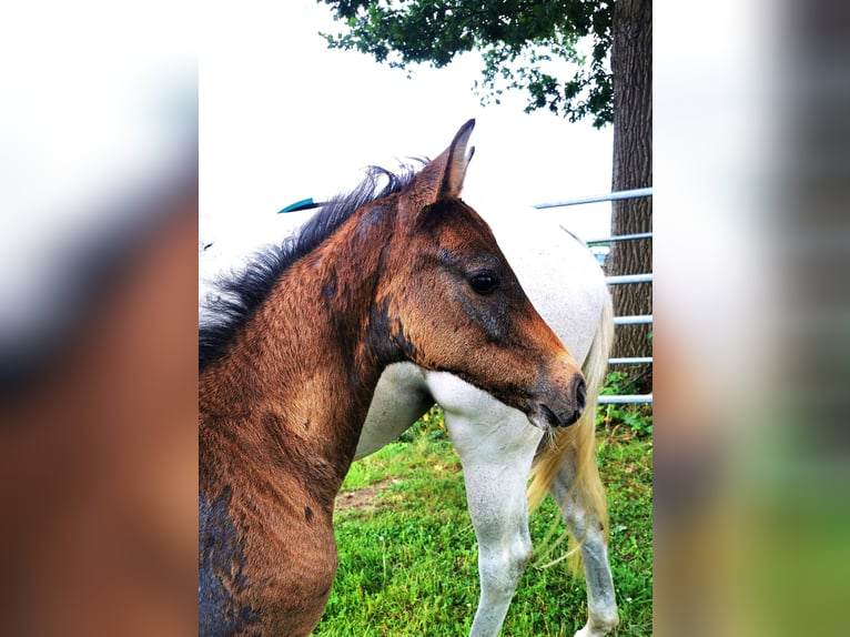 Holstein Giumenta Puledri (05/2025) 166 cm Grigio in Tornesch