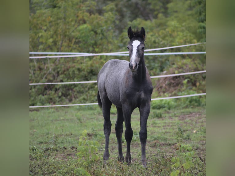 Holstein Giumenta  167 cm Grigio in Góra Kalwaria