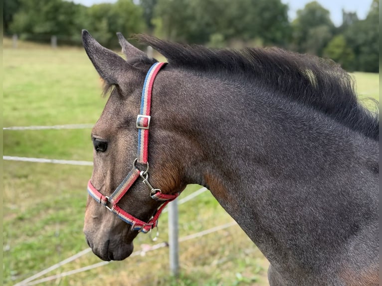 Holstein Giumenta Puledri (06/2026) 170 cm Grigio in Lauenburg
