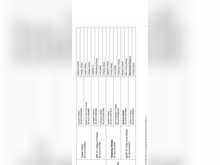 Holstein Giumenta Puledri (03/2025) 172 cm Baio in Münsingen