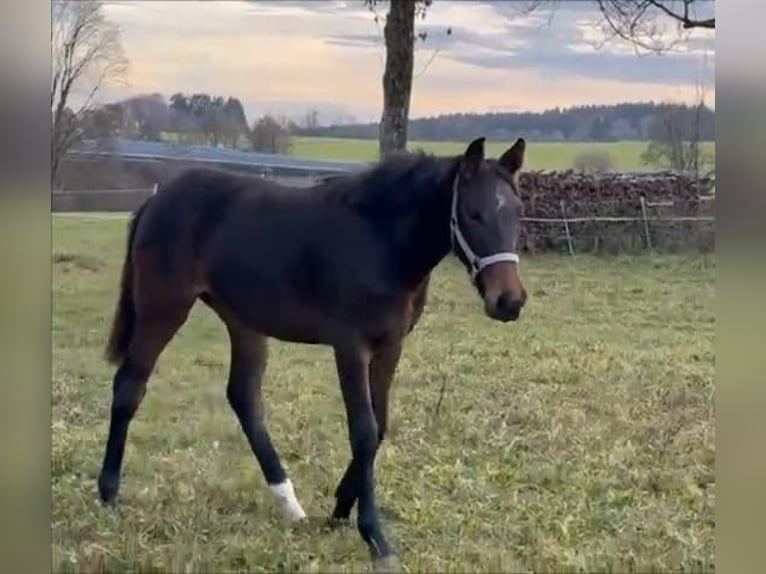 Holstein Giumenta Puledri (03/2025) 172 cm Baio in Münsingen
