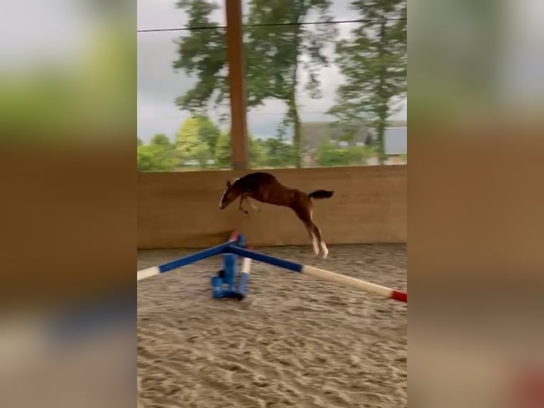 Holstein Giumenta  Baio in Bocholt