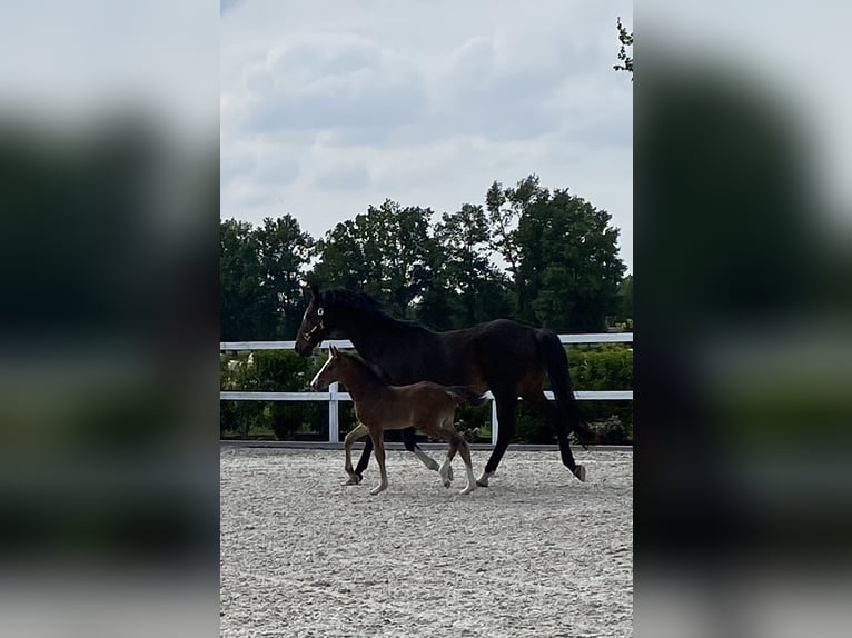 Holstein Giumenta  Baio in Bocholt