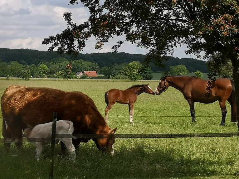 Holstein Giumenta  Baio in Drelsdorf