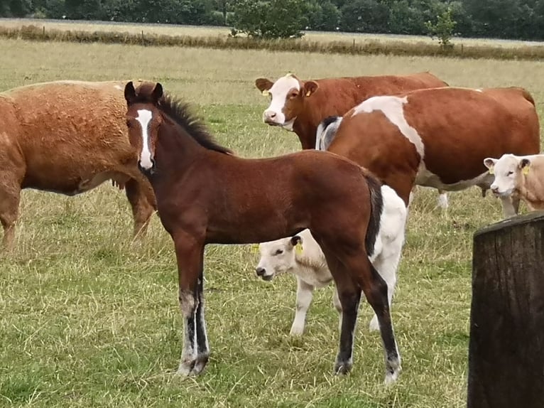 Holstein Giumenta  Baio in Drelsdorf