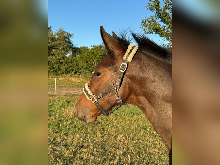 Holstein Giumenta  Baio in Lüdersburg