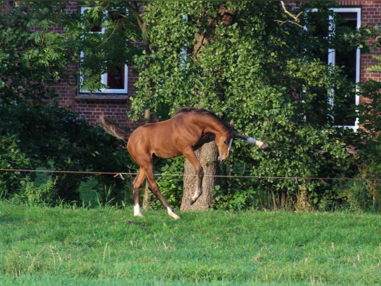 Holstein Giumenta Puledri (04/2026) Baio in Herzhorn