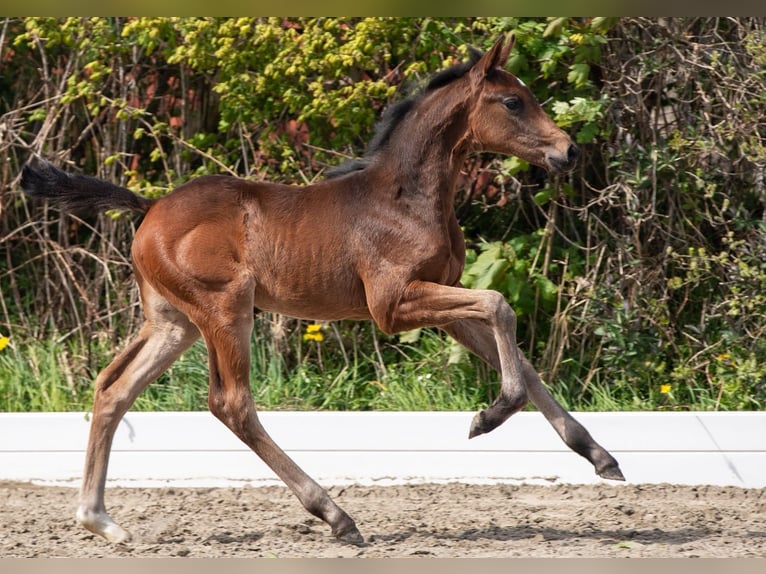 Holstein Giumenta Puledri (03/2026) Baio in Dagebüll