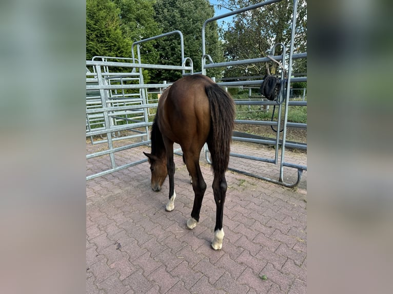 Holstein Giumenta Puledri (02/2024) Baio in Rosbach vor der Höhe Ober-Rosbach