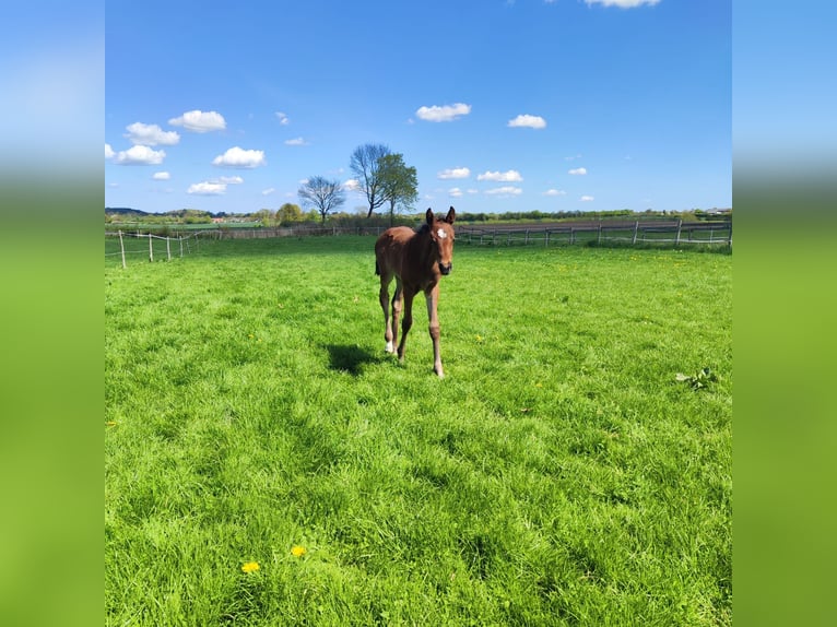Holstein Giumenta Puledri (04/2025) Baio in Reesdorf