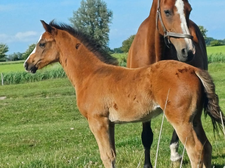 Holstein Giumenta  Baio scuro in Witzwort