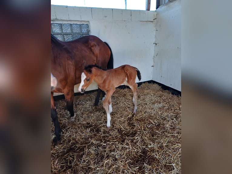 Holstein Giumenta  Baio scuro in Witzwort