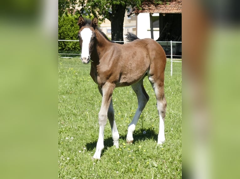 Holstein Giumenta  Baio scuro in Zell unter Aichelberg