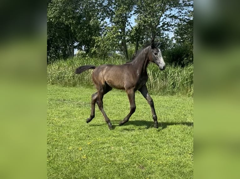 Holstein Giumenta  Grigio in Neukirchen