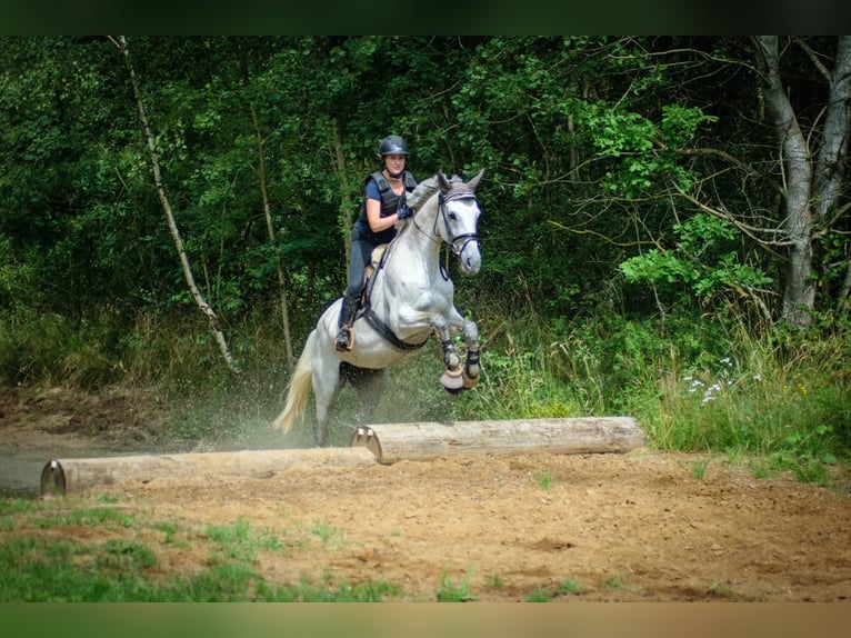 Holstein Giumenta Puledri (04/2025) Può diventare grigio in Bunsoh