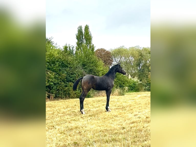 Holstein Giumenta Puledri (01/2025) Può diventare grigio in Moringen Holstein Giumenta Puledri (01/2025) Può diventare grigio in Moringen