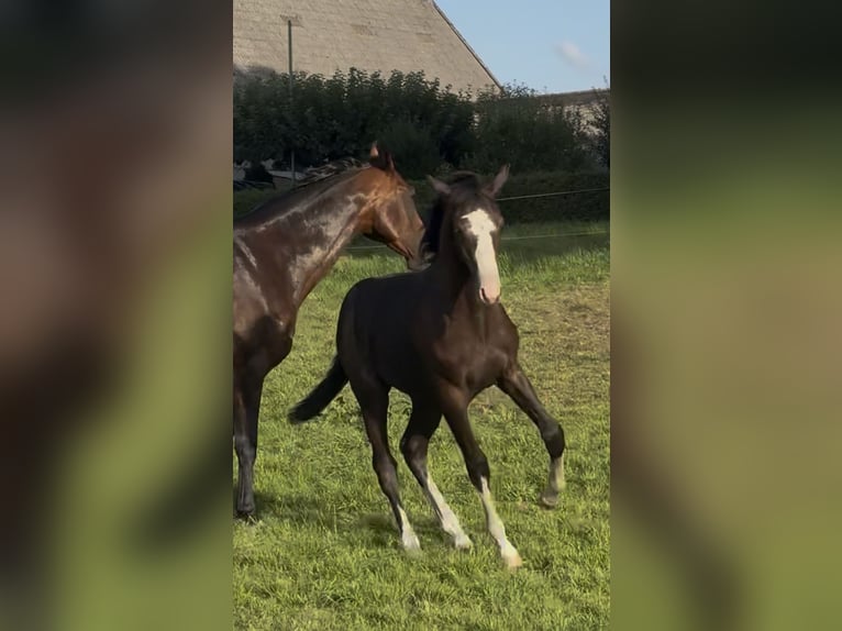 Holstein Giumenta Puledri (03/2026) Può diventare grigio in Westerhorn