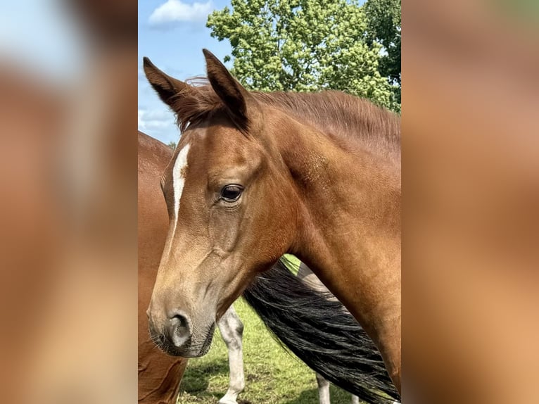 Holstein Giumenta Puledri (04/2024) Sauro scuro in NeumünsterNeumünster