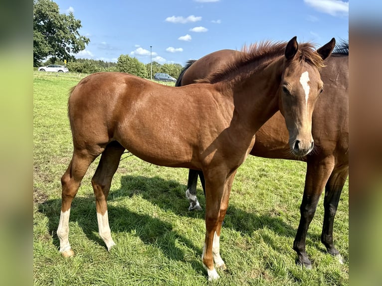 Holstein Giumenta Puledri (04/2024) Sauro scuro in NeumünsterNeumünster