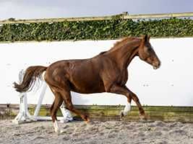 Holstein Mare 10 years 15,2 hh Chestnut-Red in Waddinxveen