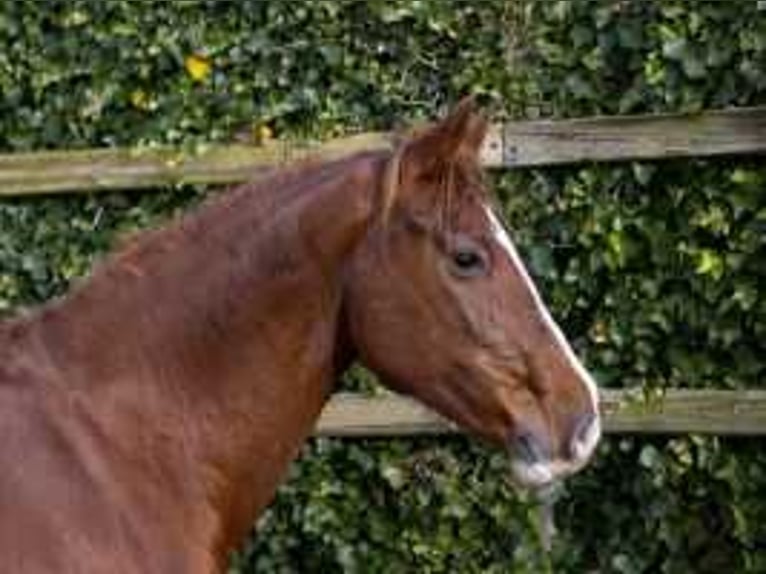 Holstein Mare 10 years 15,2 hh Chestnut-Red in Waddinxveen