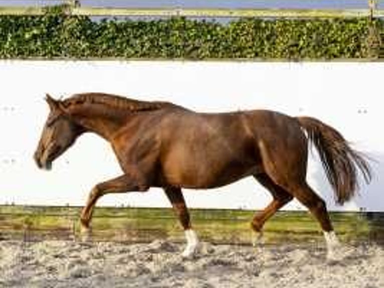 Holstein Mare 10 years 15,2 hh Chestnut-Red in Waddinxveen