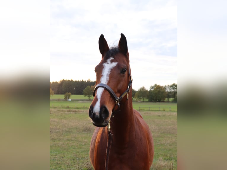 Holstein Mare 10 years 15,3 hh Brown in Wulfsen