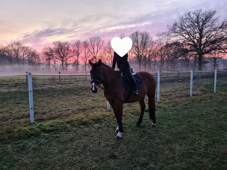Holstein Mare 10 years 15,3 hh Brown in Wulfsen