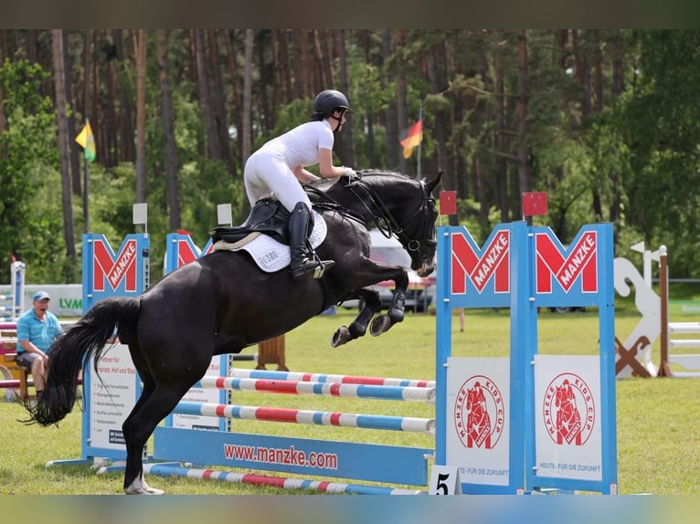 Holstein Mare 10 years 16.1 hh Black in Vögelsen