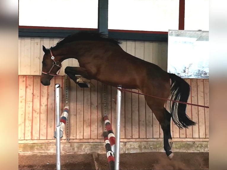 Holstein Mare 10 years 16,1 hh Brown in wonfurt