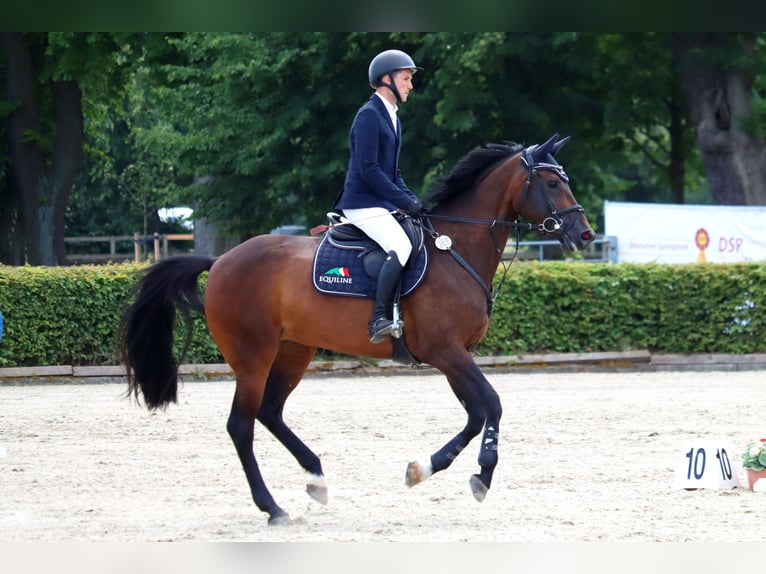 Holstein Mare 10 years 16,1 hh Brown in Oberuckersee