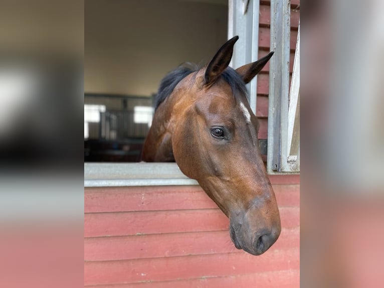 Holstein Mare 10 years 16,1 hh Brown in Oberuckersee