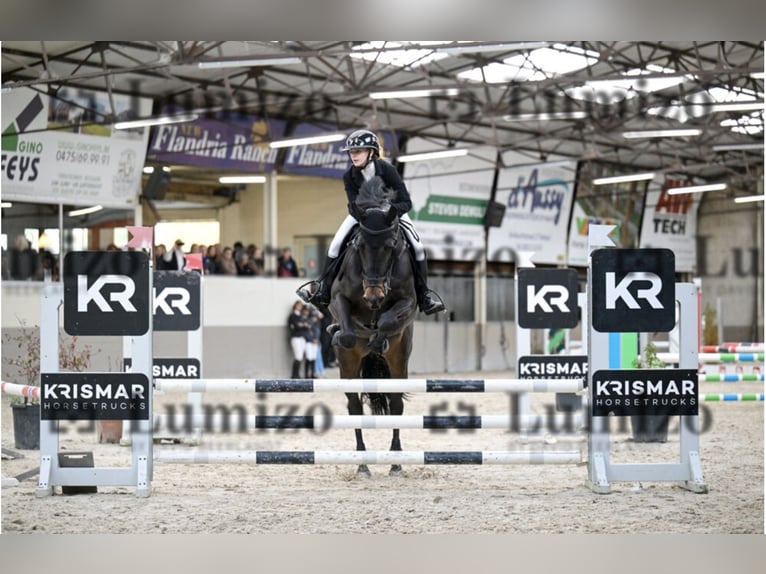 Holstein Mare 10 years 16.2 hh Bay-Dark in Roeselare