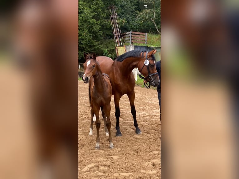 Holstein Mare 10 years 16,2 hh Brown in Vöhl