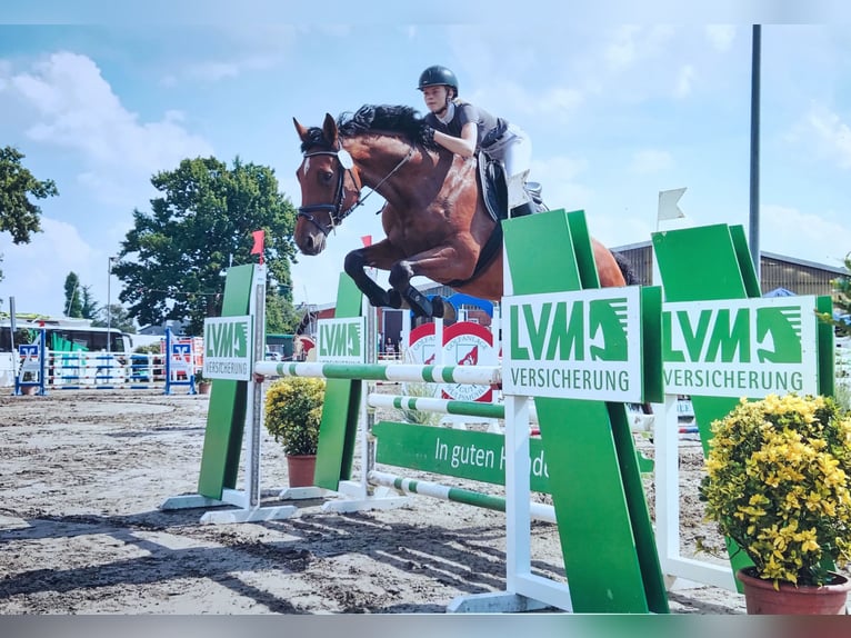 Holstein Mare 10 years 16,2 hh Brown in Fehmarn