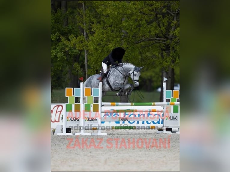 Holstein Mare 10 years 16,2 hh Gray-Dapple in Adelebsen