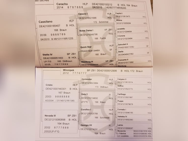 Holstein Mare 10 years 16.3 hh Bay-Dark in Greiz