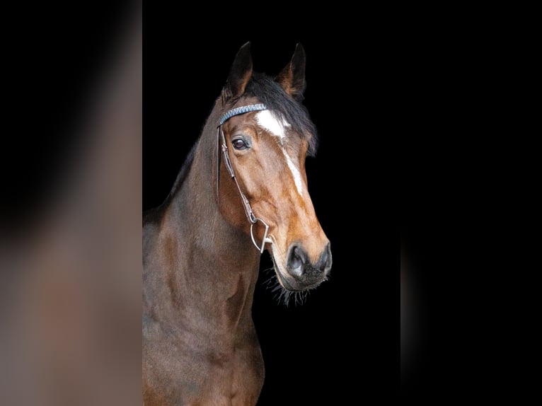 Holstein Mare 10 years 16,3 hh Brown in Poxdorf