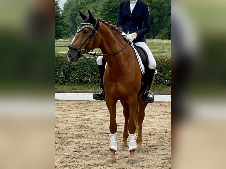 Holstein Mare 10 years 16,3 hh Chestnut-Red in Burgau