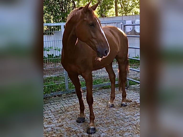 Holstein Mare 10 years 16,3 hh Chestnut-Red in Burgau