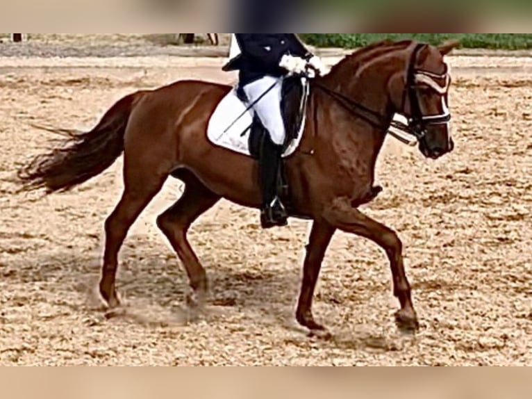 Holstein Mare 10 years 16,3 hh Chestnut-Red in Burgau