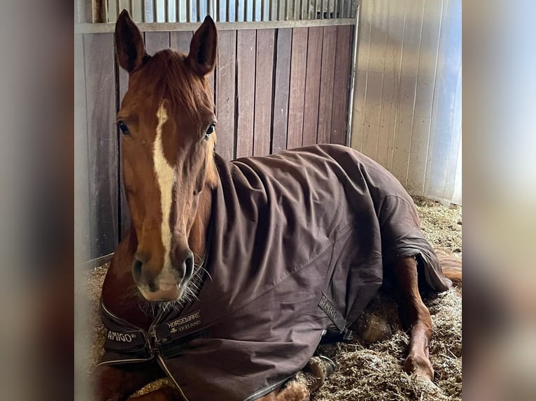 Holstein Mare 10 years 16,3 hh Chestnut-Red in Burgau